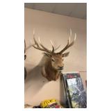 ELK TAXIDERMY MOUNT