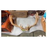 DEER ANTLERS IN VELVET