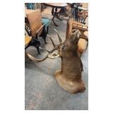 ELK MOUNT