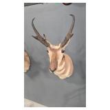 ANTELOPE SHOULDER MOUNT