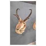 ANTELOPE SHOULDER MOUNT