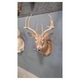 WHITETAIL DEER SHOULDER MOUNT
