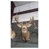 WHITETAIL DEER SHOULDER MOUNT REPRODUCTION ANTLERS