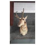 ANTELOPE SHOULDER MOUNT