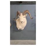 DALL SHEEP SHOULDER MOUNT