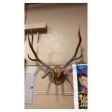 6 X 6 ELK ANTLER MOUNT