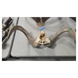 RAM SKULL HORN MOUNT