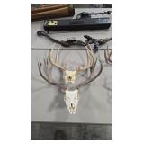 EUROPEAN STYLE MULE AND WHITETAIL DEER SKULLS