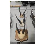 3 MOUNTAIN GOAT HORN MOUNTS