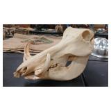 BOAR SKULL W/ TUSKS