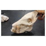 BOAR SKULL - NO TUSKS