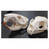 BEAVER  & BOBCAT SKULLS