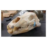 KODIAK BEAR SKULL