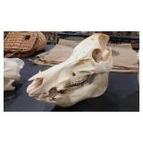 BOAR SKULL W/ TUSKS