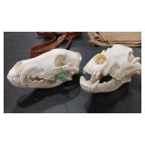 2 - WOLF SKULLS
