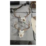 EUROPEAN STYLE MULE AND WHITETAIL DEER SKULLS