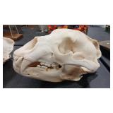 BEAR SKULL
