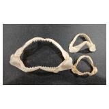 3 - BULL SHARK JAWS