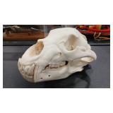 BEAR SKULL