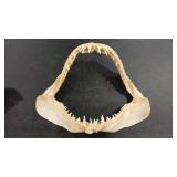 MAKO SHARK JAW