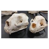 MOUNTAIN LION  & BOB CAT SKULL