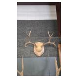 MULE DEER ANTLER MOUNT ON DECORATIVE WOOD PLAQUE