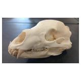 BEAR SKULL