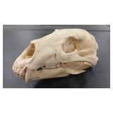 BEAR  SKULL
