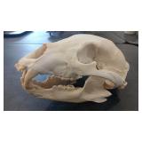 MOUNTAIN LION SKULL