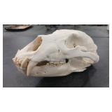 BEAR SKULL