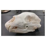 BEAR SKULL