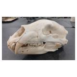BEAR SKULL