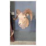 DALL SHEEP SHOULDER MOUNT