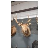 ROCKY MOUNTAIN ELK SHOULDER MOUNT