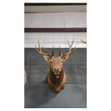 ROCKY MOUNTAIN ELK SHOULDER MOUNT
