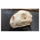 MOUNTAIN LION SKULL