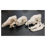 BADGER & 2  CANINE SKULLS