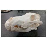 WOLF SKULL