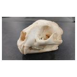 MOUNTAIN LION SKULL