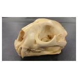MOUNTAIN LION SKULL