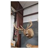 ROCKY MOUNTAIN ELK SHOULDER MOUNT