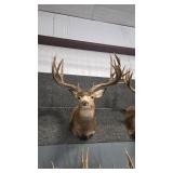 WHITETAIL DEER SHOULDER MOUNT REPRODUCTION ANTLERS
