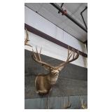 WHITETAIL DEER SHOULDER MOUNT REPRODUCTION ANTLERS