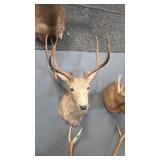 VINTAGE TAXIDERMY DEER SHOULDER MOUNT