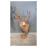 WHITETAIL DEER SHOULDER MOUNT ON PEDESTAL
