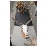 EUROPEAN STYLE ELK ANTLER MOUNT ON WOOD PLAQUE