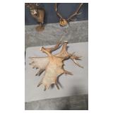 GROUP OF MOOSE ANTLERS