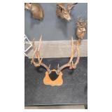 ELK ANTLER MOUNT ON WOOD PLAQUE