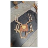 2 WHITETAIL ANTLER MOUNTS