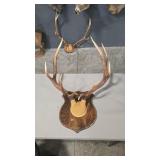 ELK ANTLER MOUNT ON WOOD PLAQUE